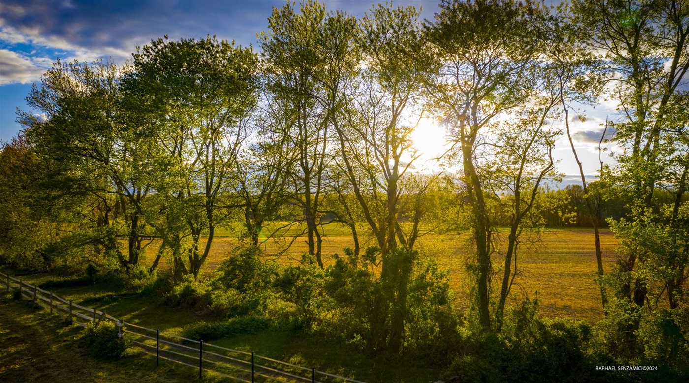©R_SENZAMICI FELTON Trees and a Fence